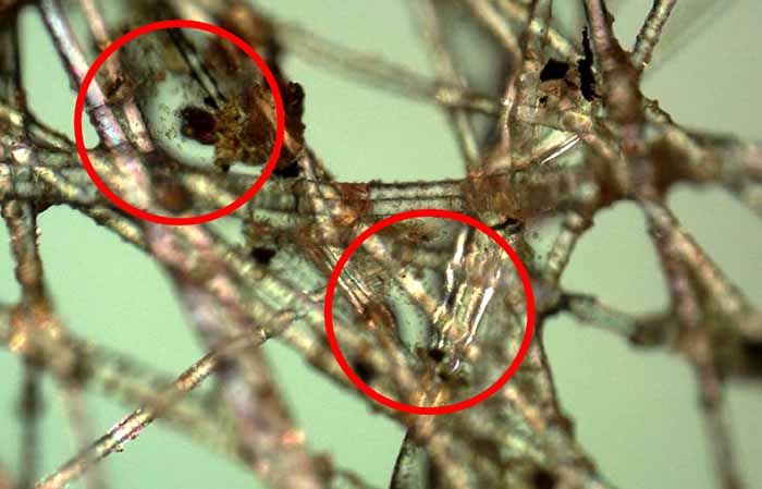 Microscopic image of a section of the filter media taken under 500x magnification.